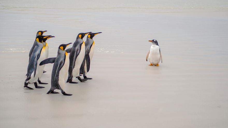 Algunos pingüinos se alejan del mar hasta morir: el enigma más desconcertante del hielo