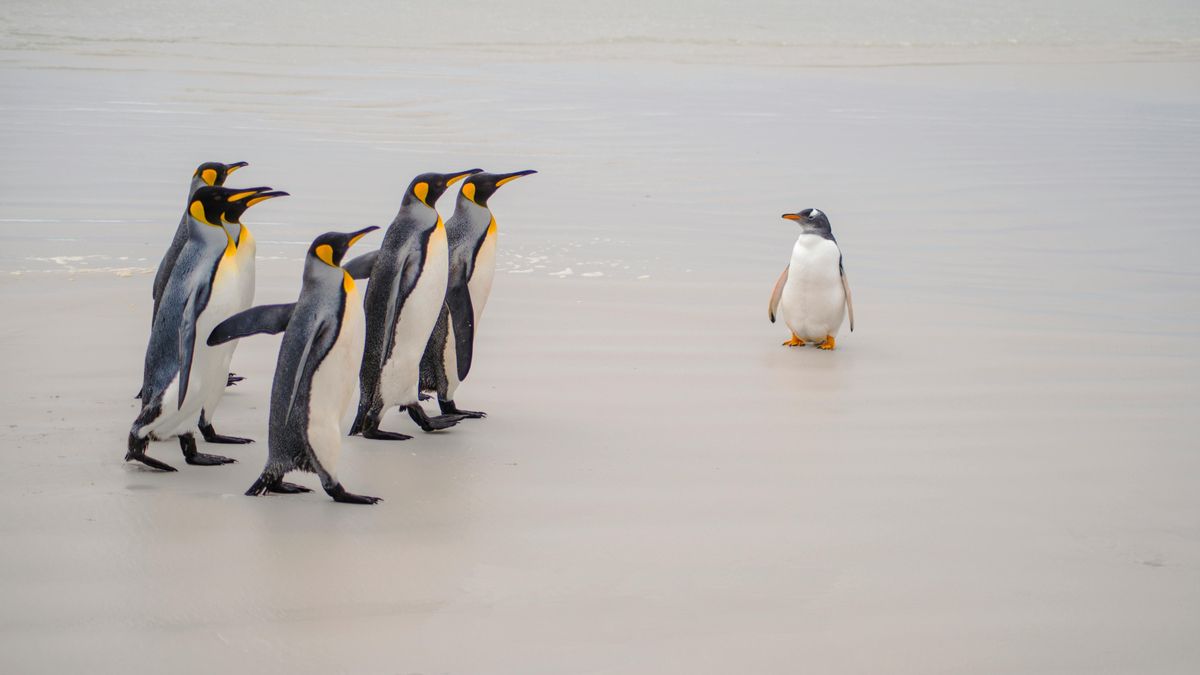 Algunos pingüinos se alejan del mar hasta morir: el enigma más desconcertante del hielo