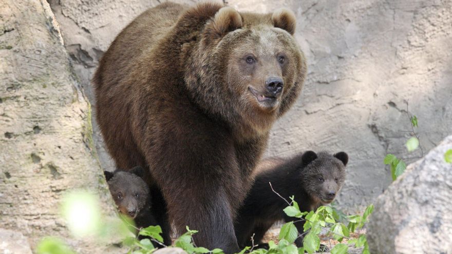 Activan un teléfono para alertar de la presencia de osos en entornos urbanos