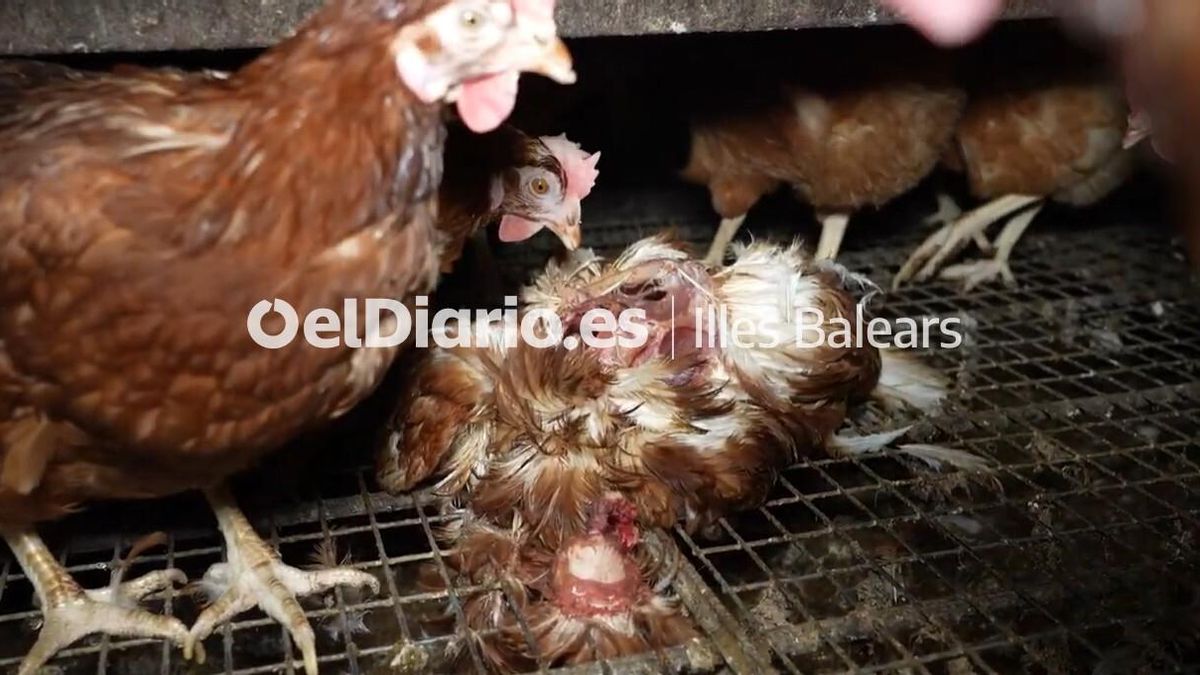 Las gallinas vivas conviven con cadáveres de su misma especie.