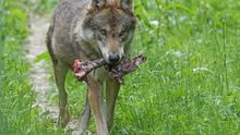 Un nuevo informe constata que la política del Gobierno de matar lobos para proteger rebaños no sirve para nada