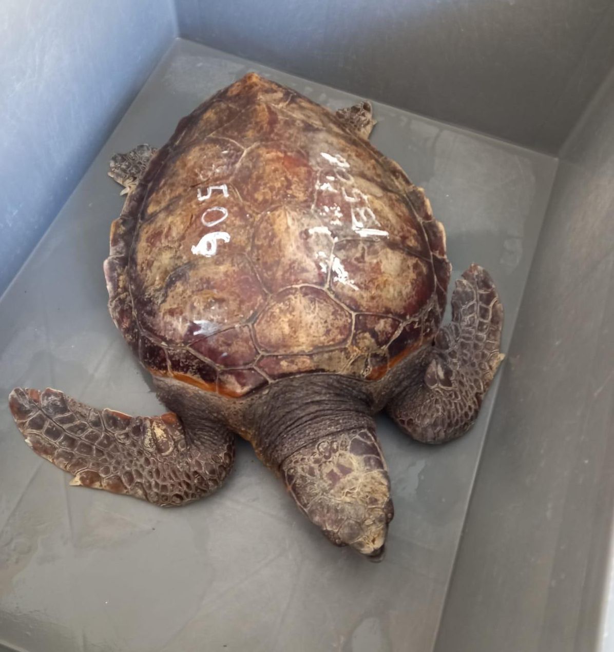 Se sospecha la tortuga puede sufrir un pneumoceloma