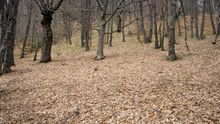 Imagen del Hayedo de Montejo en invierno. Es un bosque de hayas de unas 120 hectáreas situado en las faldas de la Sierra de Ayllón.