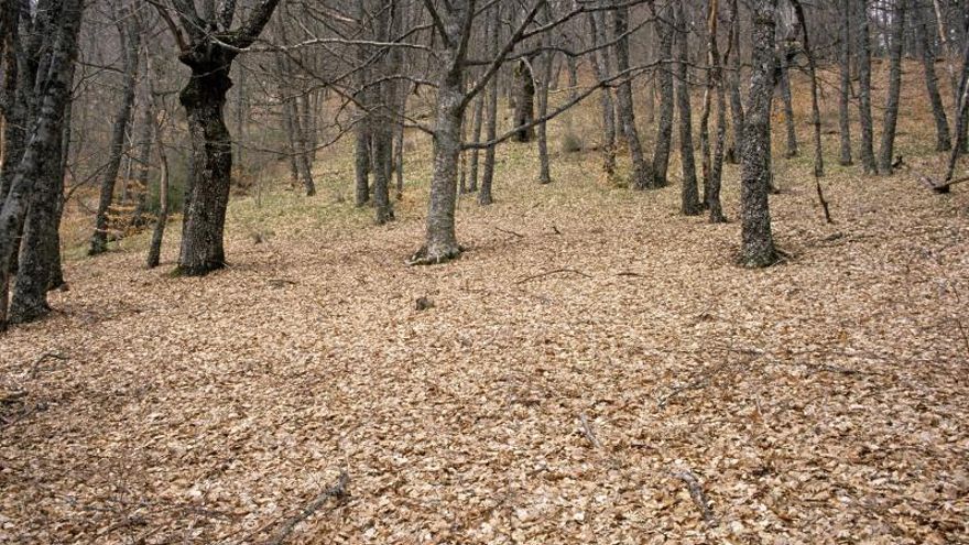 Imagen del Hayedo de Montejo en invierno. Es un bosque de hayas de unas 120 hectáreas situado en las faldas de la Sierra de Ayllón.