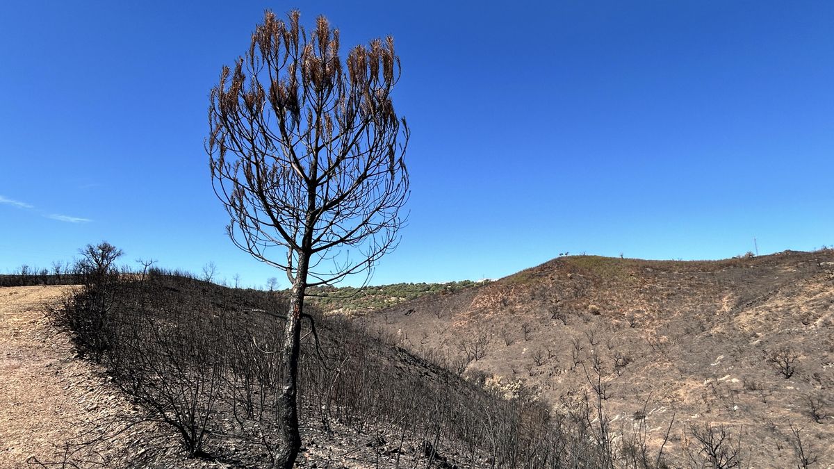Un alcornoque carbonizado en mitad de un campo quemado completamente.