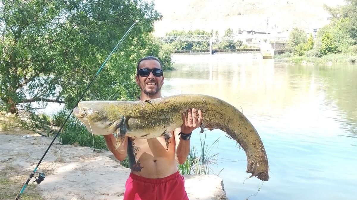 Pablo saca del Ebro en Logroño un siluro de 12 kilos: la normativa obliga al sacrificio inmediato del ejemplar