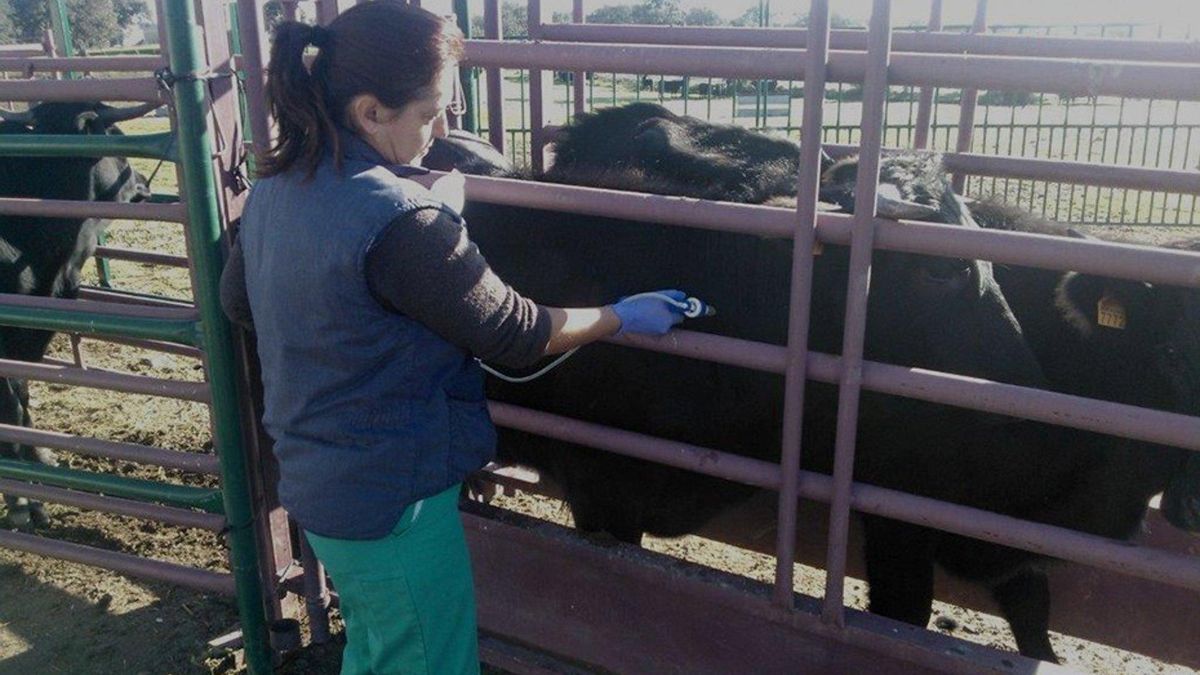 Planas sobre que la Junta asuma su competencia por la lengua azul: "No es cuestión de que el Gobierno solucione todo"