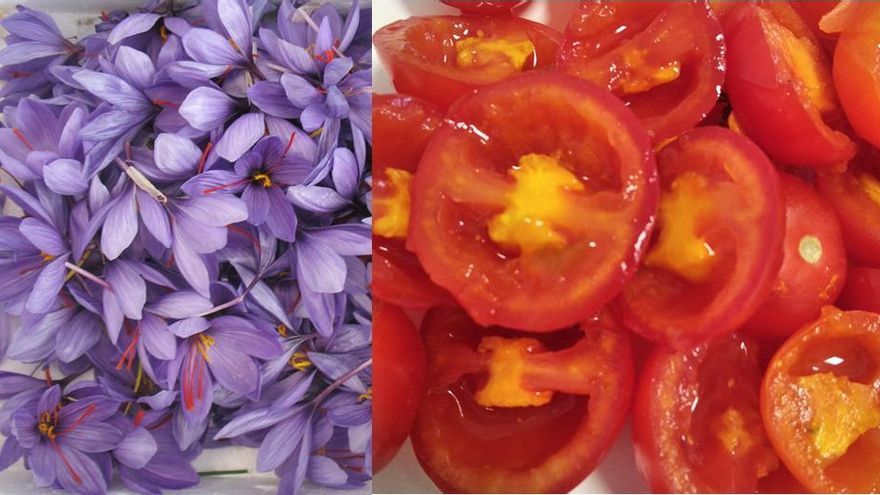 Un estudio, en el que participan investigadores del Instituto Botánico de la UCLM, crea tomates con azafrán