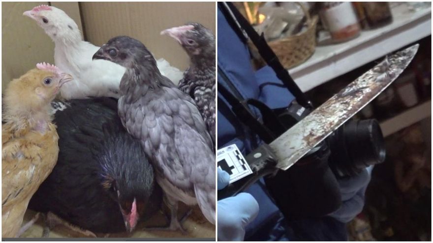 Denunciada por maltrato animal una santería de Tetuán que preparaba rituales de sacrificio con gallos