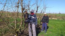 Hamid (Marruecos), Amadu (Mauritania) y Marin (Bulgaria), podando en Albalate de Cinca; aunque la recolección supone el pico de trabajo, los frutales exigen cuidados todo el año.