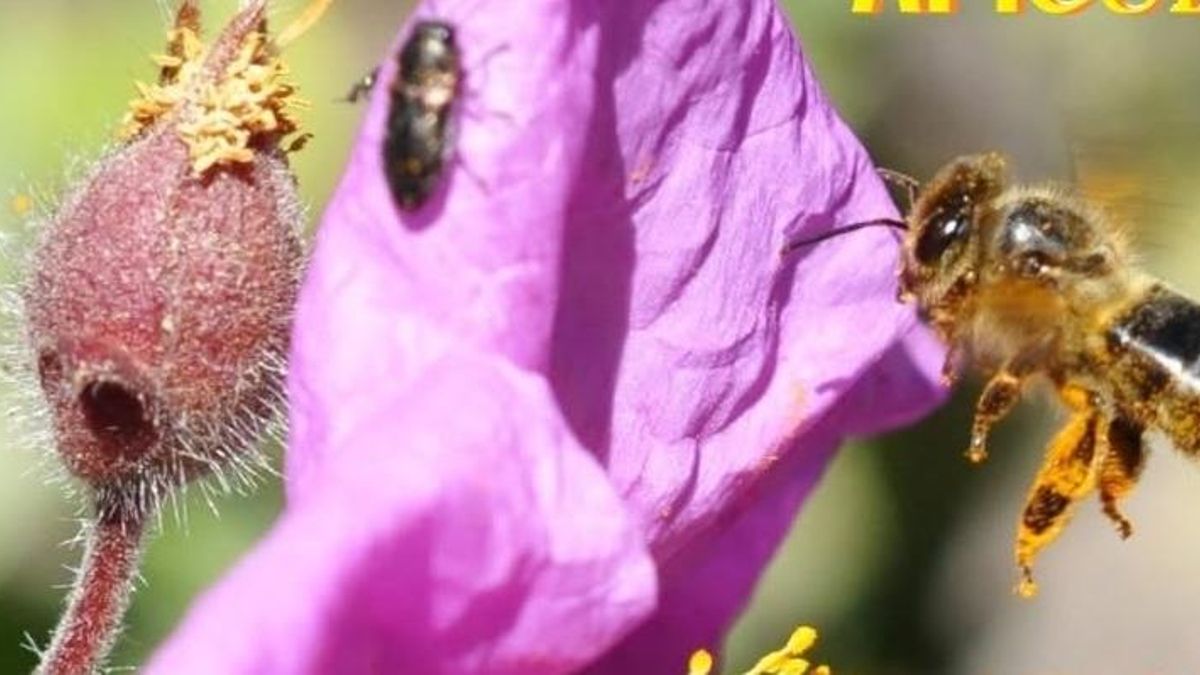 La Asociación Apícola Abeja Palmera organiza una exposición colectiva de arte abierta a la participación pública