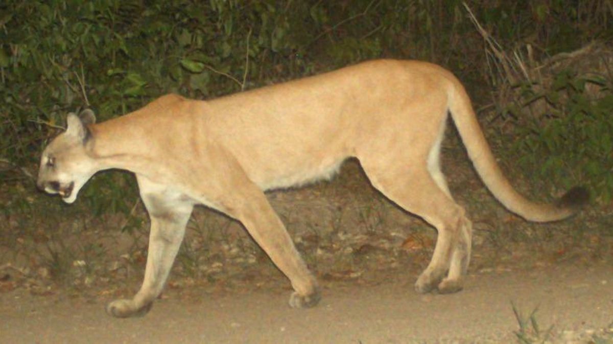 Además de la pérdida de hábitat, la caza y el tráfico de fauna, los felinos silvestres —como este puma — enfrentan enfermedades de animales domésticos. Foto: cortesía Rodrigo Núñez Pérez