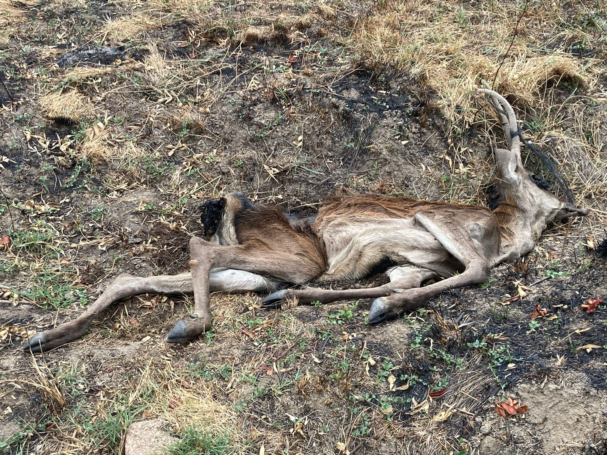 Cadáver localizado un mes después de los incendios