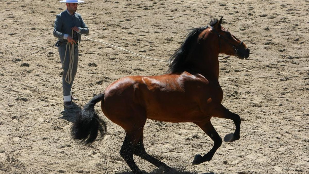 La Feria del Caballo de Camponaraya vuelve del 8 al 10 de mayo con más de 70 ejemplares