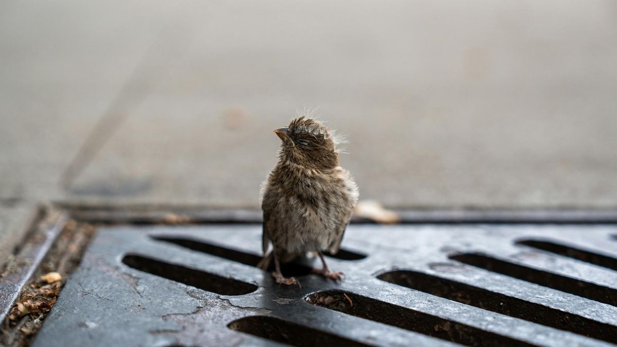 Nuevas herramientas para ayudar a los animales salvajes