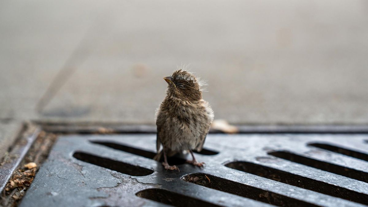 Spain: Ethic Animal organization launches new tools for wildlife protection