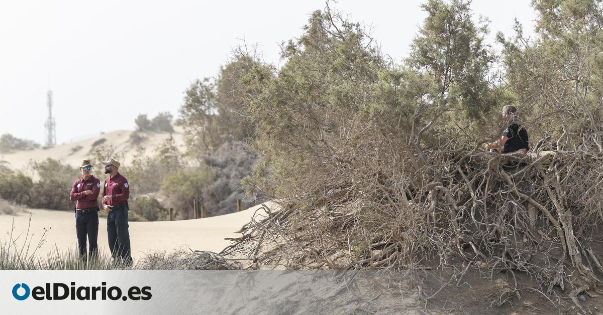 Operation to Safeguard Maspalomas Dunes Results in 75 Interventions and 18 Reports in Just Four Hours