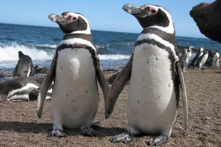 Tanto hembras como machos cuidan a los pichones. Foto: cortesía Global Penguin Society