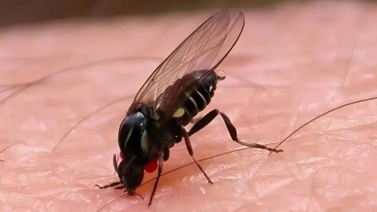 Barigüí o mosca negra, qué es el insecto que invade Buenos Aires y cómo prevenir sus ataques