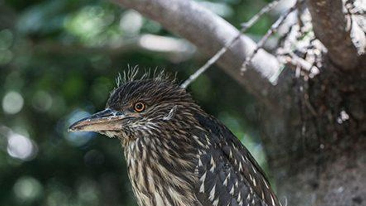 La densidad de nidos decrece conforme se alejan del hábitat de los lobos rojos