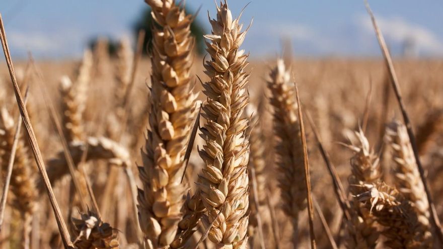 El precio del trigo en Córdoba se hunde mientras se disparan los costes por la crisis de Ormuz