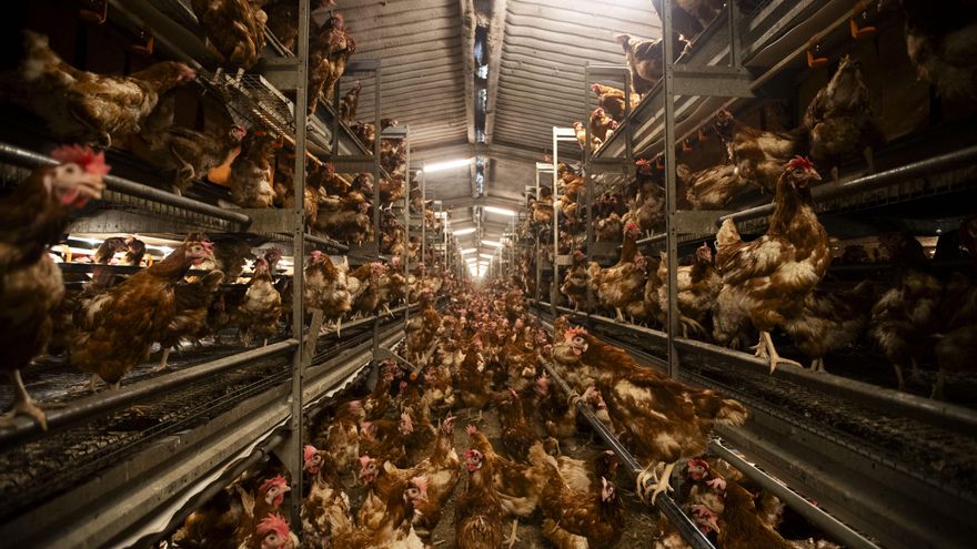 El Govern balear mantiene abierta la 'granja de los horrores' pese a la sanción de 420.000 euros y las imágenes de maltrato animal