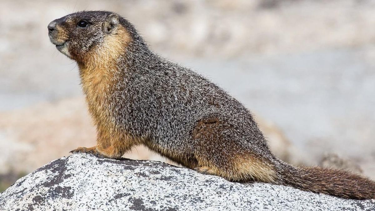 Un seguimiento durante décadas explica la vida de cada marmota