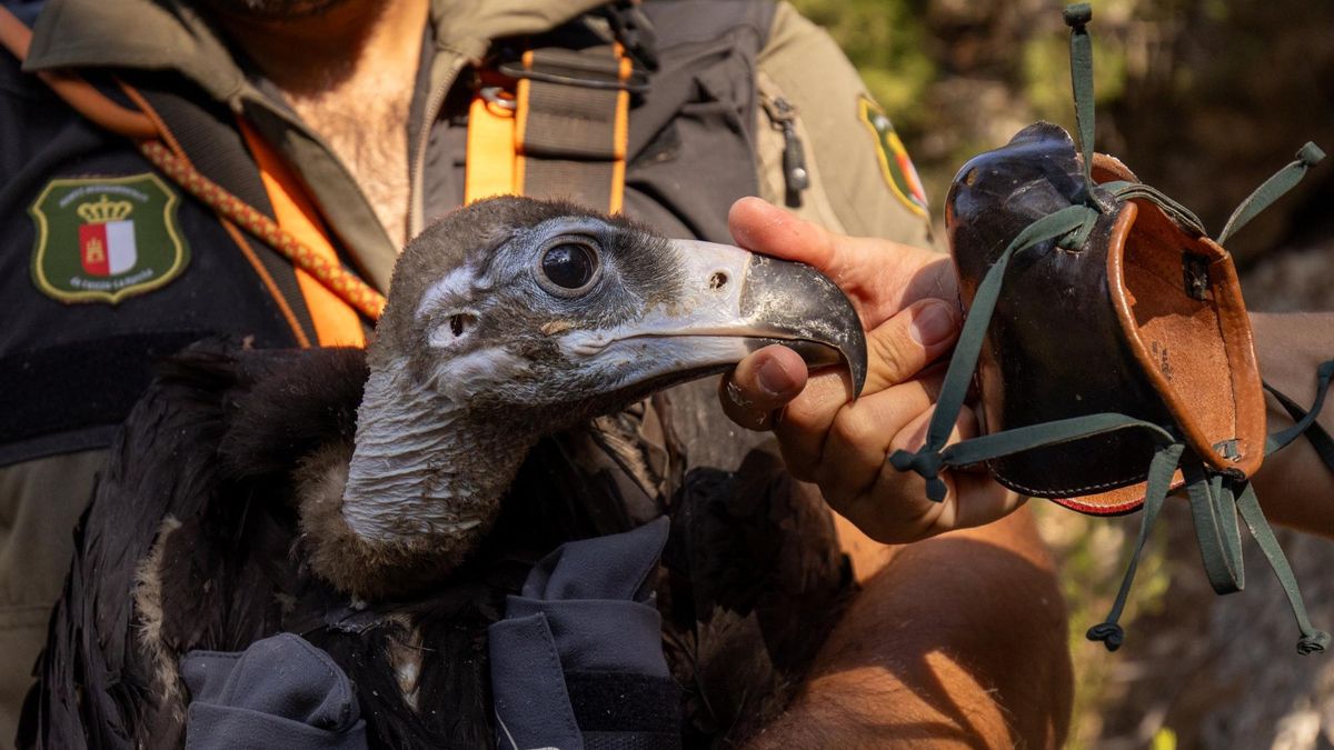 Nacen dos pollos de buitre negro en las provincias de Cuenca y Guadalajara: los primeros en un siglo