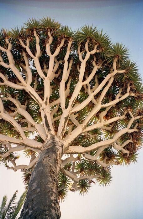 Drago adulto en el hotel Santa Catalina ( Sergio Gil)