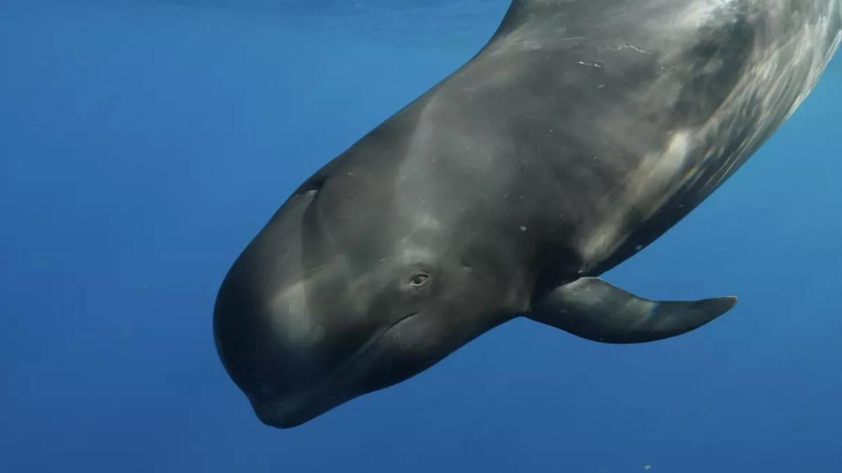 La belleza y la destrucción de Canarias dan la vuelta al continente con 'Nika, el calderón tropical'