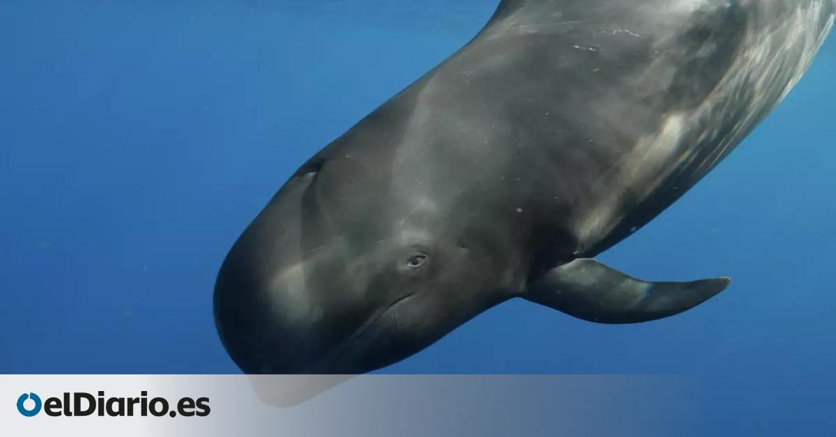 La belleza y la destrucción de Canarias dan la vuelta al continente con  Nika, el calderón tropical 