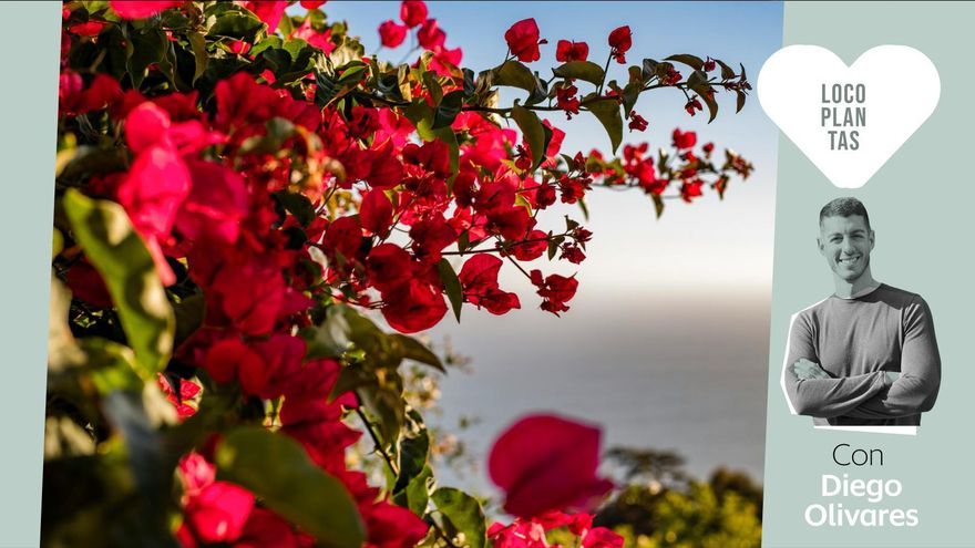 La ciencia de la buganvilla: cómo mantener sana y florida esta planta (a priori) poco exigente