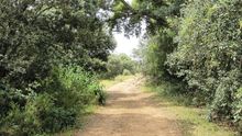 Campo