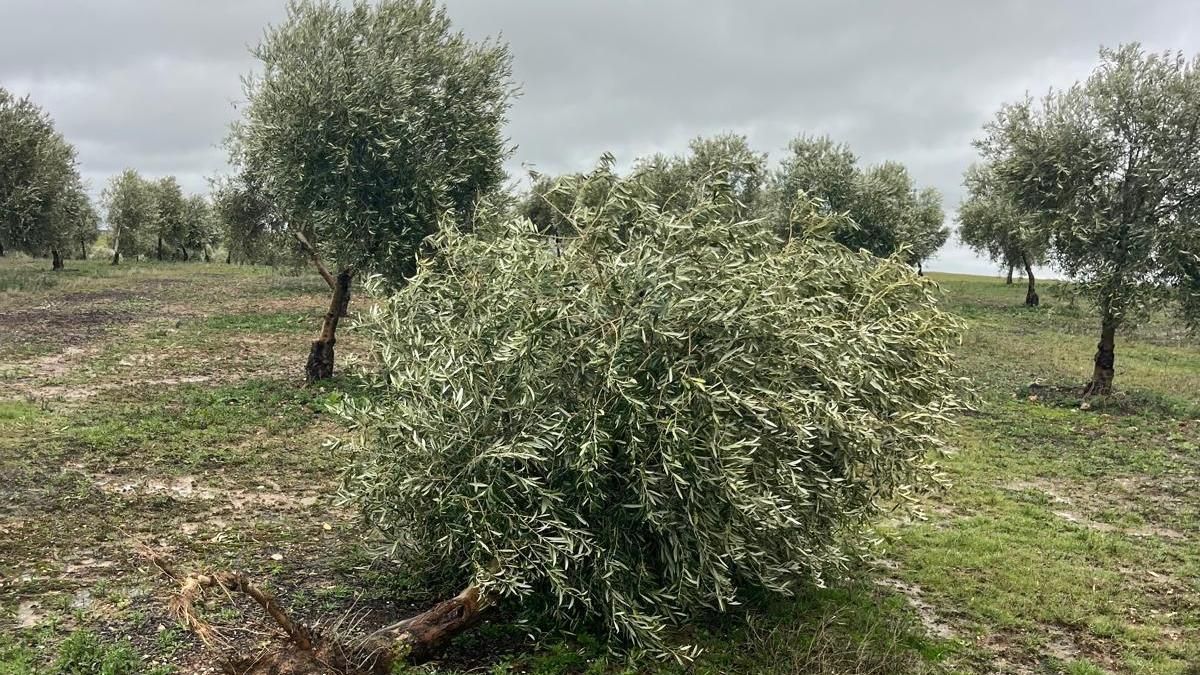 Castilla-La Mancha flexibilizará los requisitos de la PAC para los afectados por el temporal puedan cobrar las ayudas