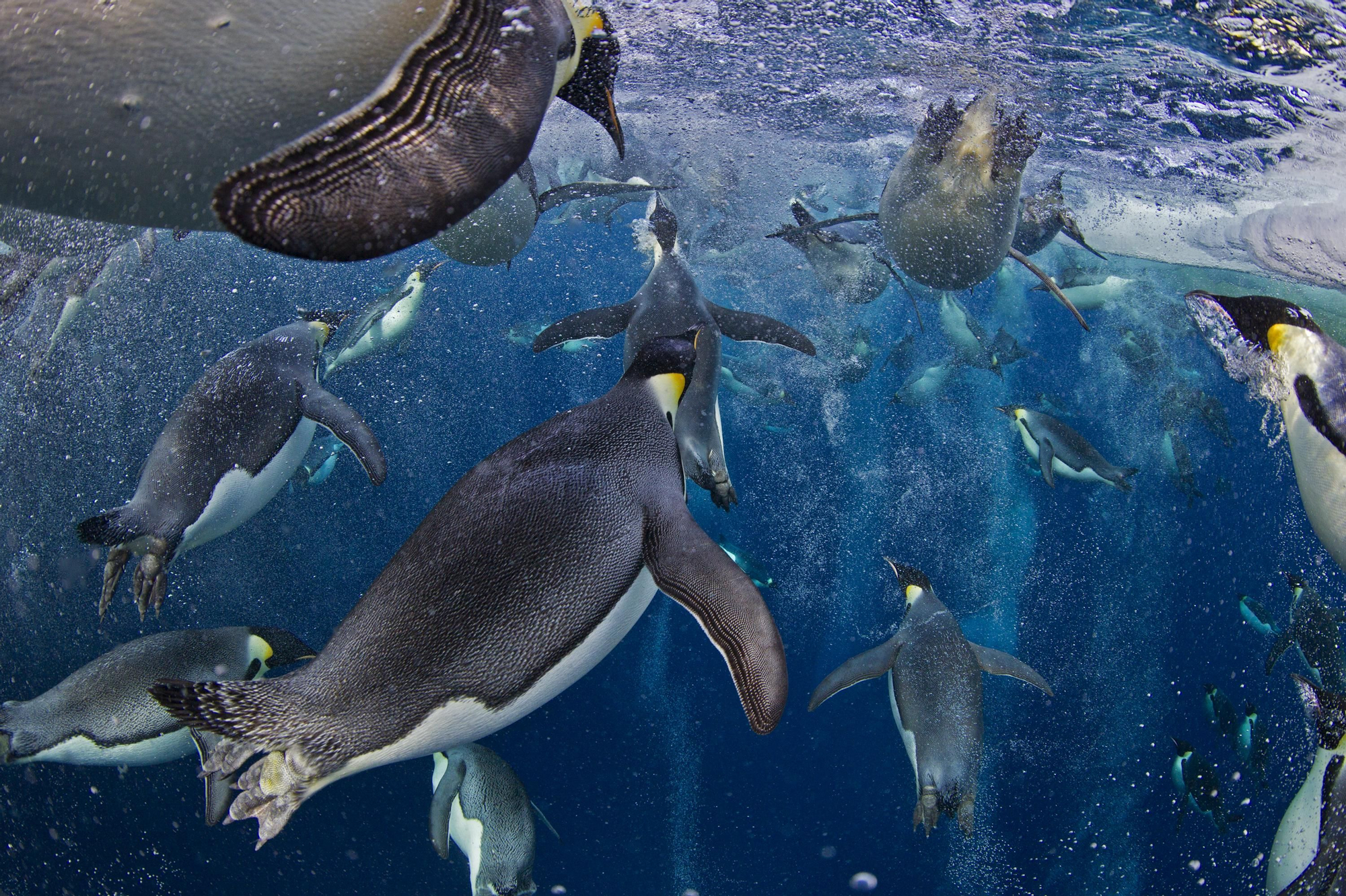 Primer premio en la categoría de naturaleza / Paul Nicklen