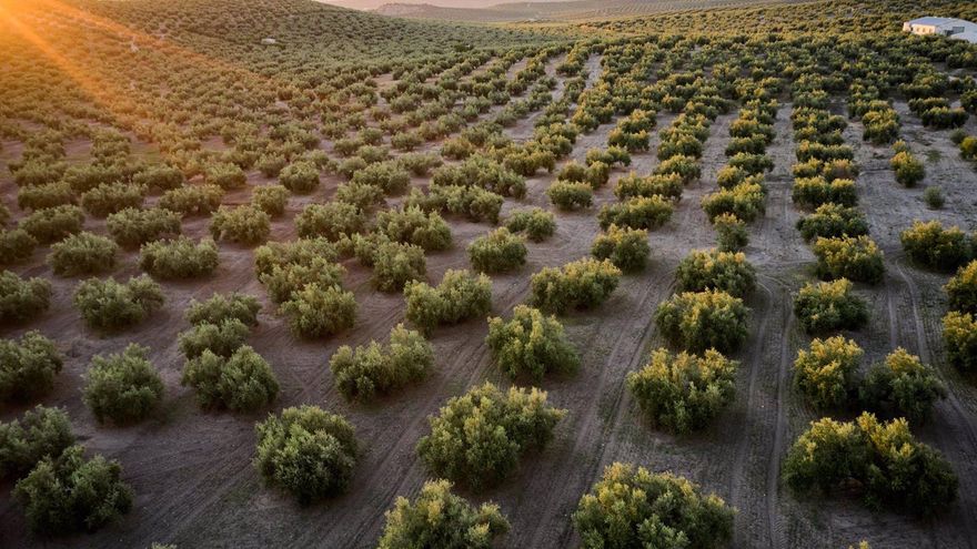 El expediente para declarar Patrimonio Mundial al Paisaje del Olivar estará listo en enero