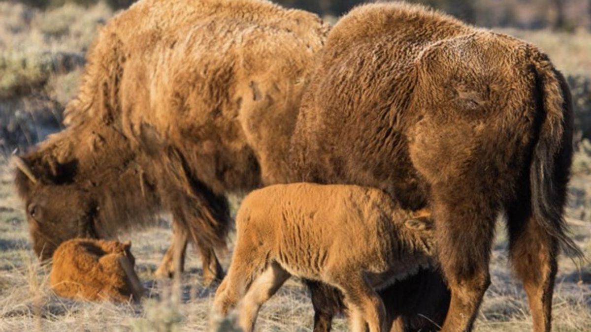 Yellowstone muestra cómo los conflictos ambientales se acumulan hasta transformar un ecosistema