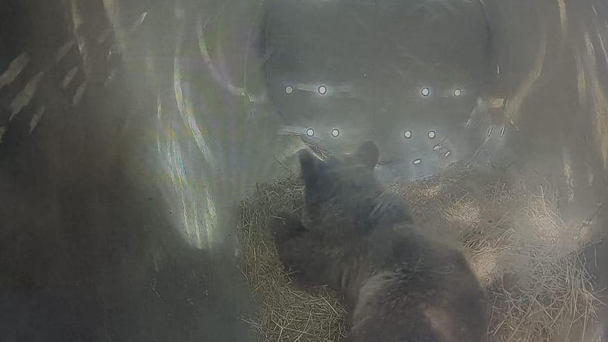 La osezna asturiana Alba llega a Valsemana para aprender a vivir en libertad antes de volver a la montaña sola