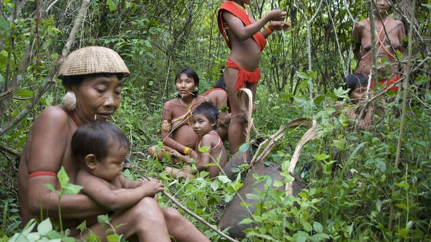Arrasar la Amazonía no era inevitable: la deforestación cae un 50% desde enero