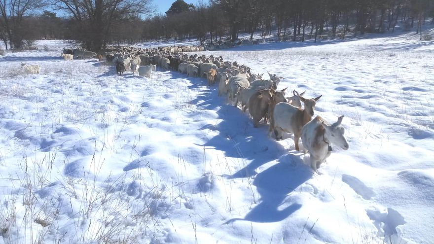 Los ganaderos de extensivo, muy preocupados por las “graves repercusiones del temporal” en el sector