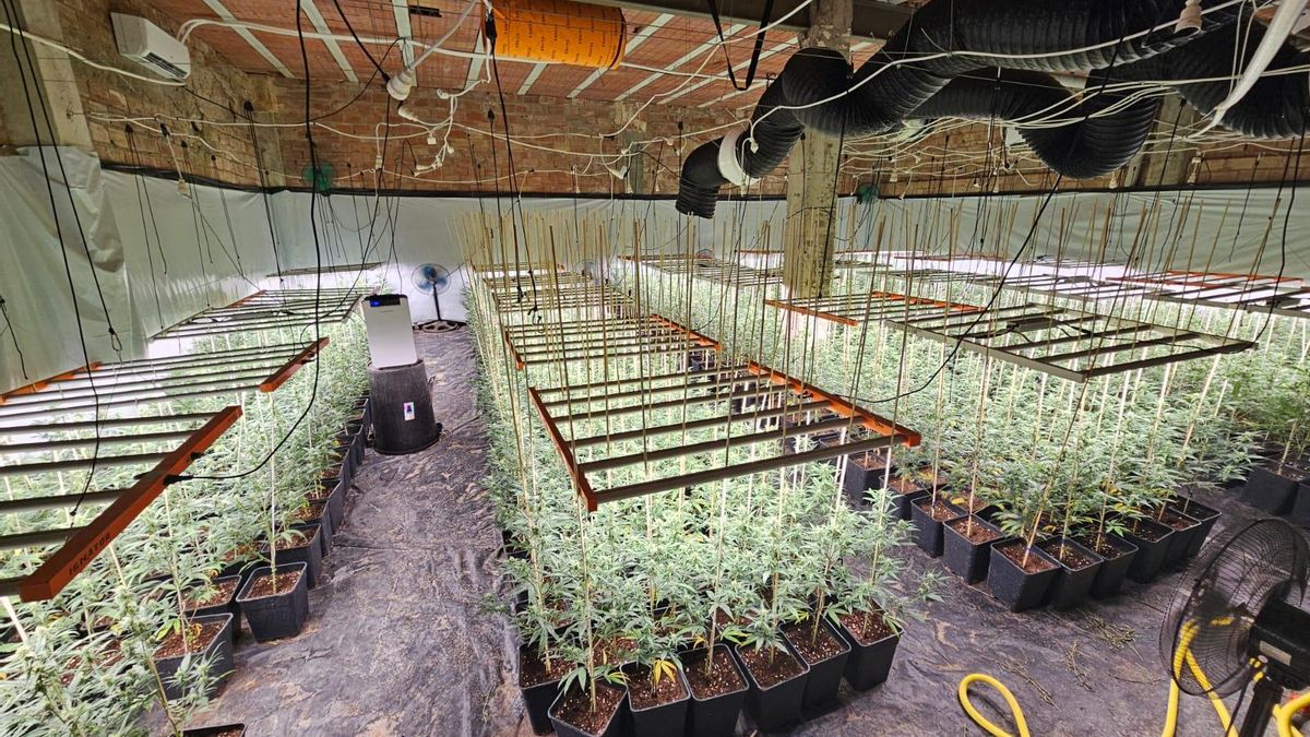 Desmantelada una enorme plantación de marihuana enganchada ilegalmente a la luz eléctrica