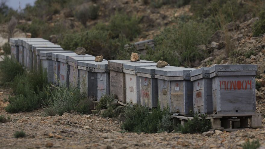 Adaptarse a ambientes humanizados, clave para la recuperación de las abejas silvestres