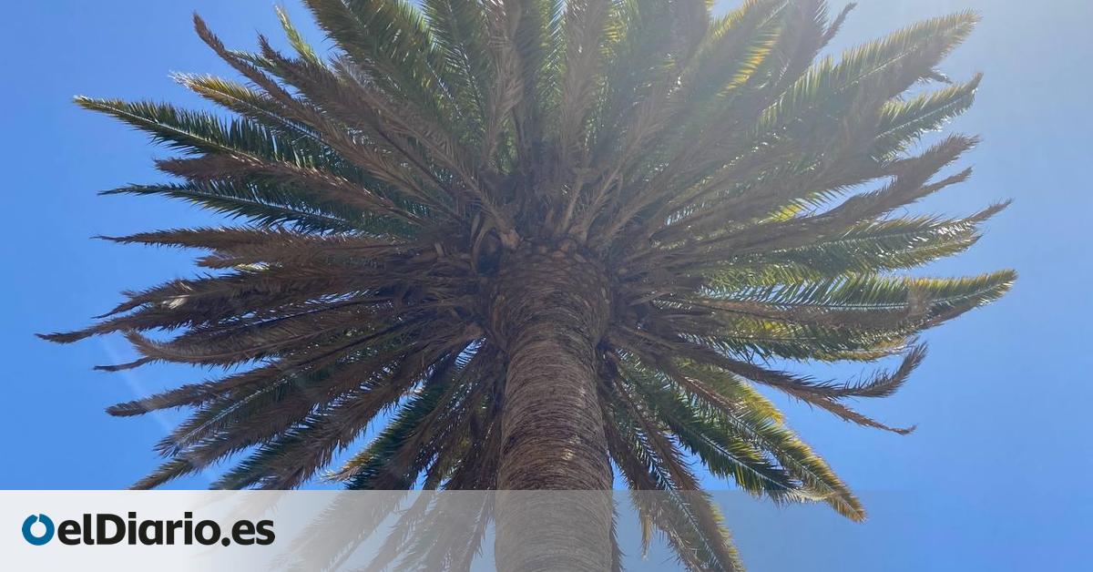 Un proyecto estudiará la genética de palmeras canarias para buscar estrategias de resiliencia al cambio climático