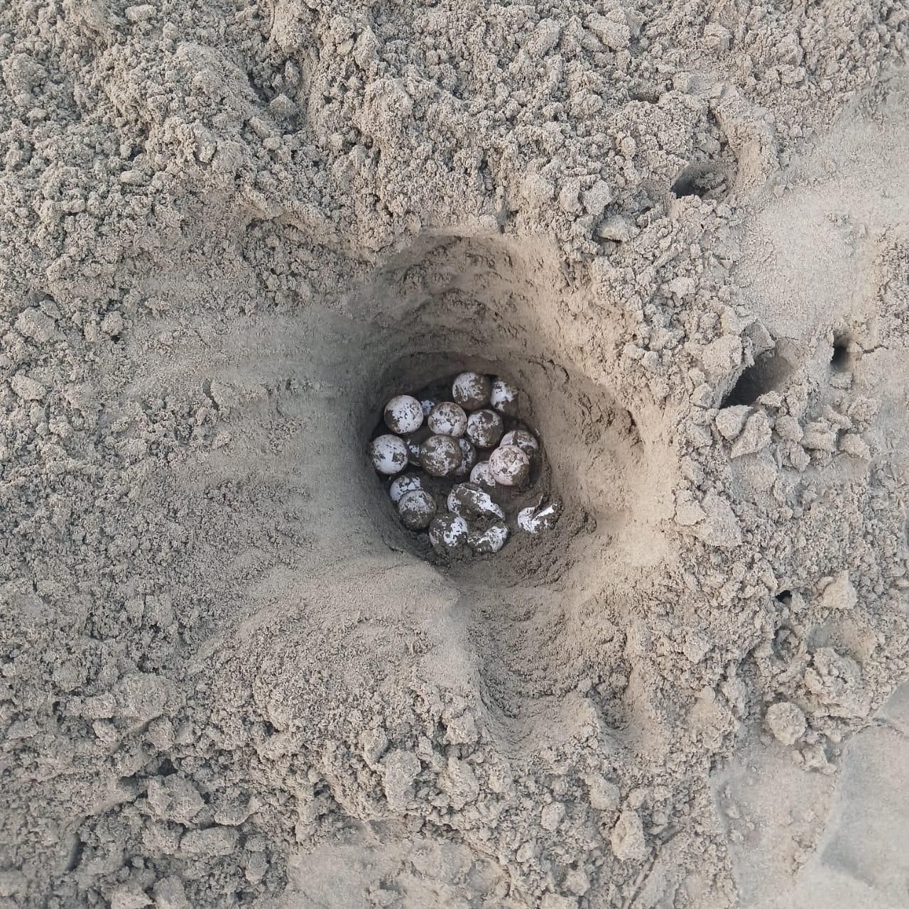 Huevos de tortugas reubicados por las comunidades de Nuqui. Foto: cortesía Lander Murillo, comunidad de Coqui