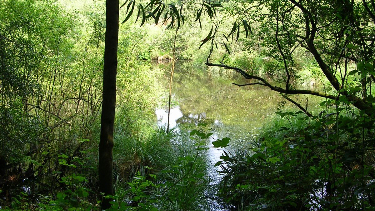 Principado y ecologistas discrepan sobre el proyecto de la mina de oro de Salave, en Tapia de Casariego.