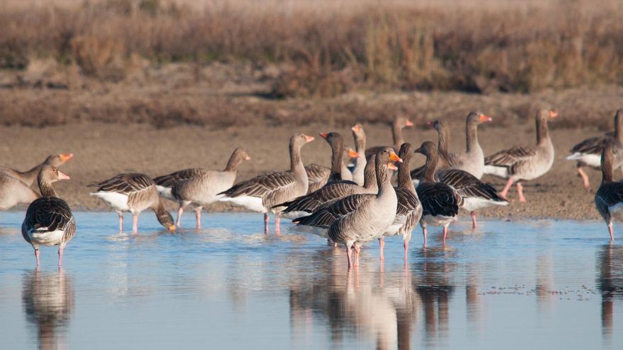 El ganso ya no vive aquí: una década seca en Doñana reduce a mínimos históricos la presencia de su ave más emblemática