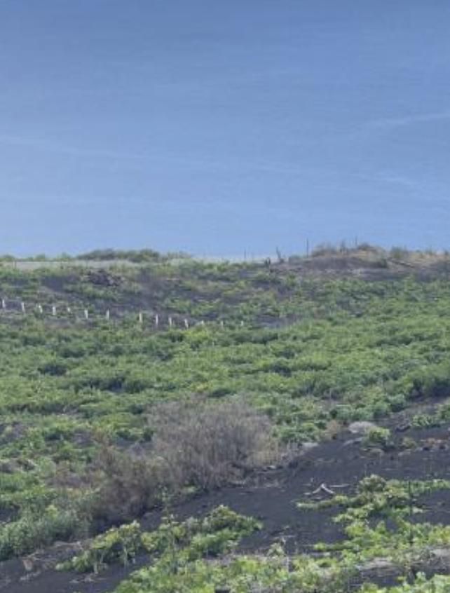 Malvasía y Listán blanco en Los Quemados. FUNDACIÓN GONZÁLEZ BYASS