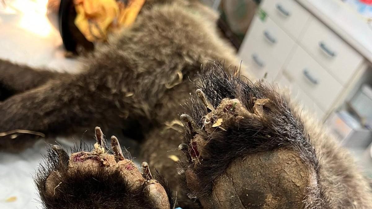 Imagen de archivo de un oso herido en un incendio forestal.