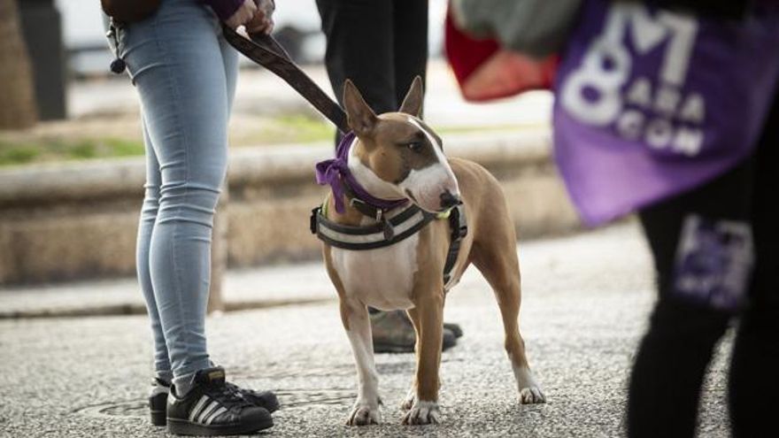 Un perro durante la manifestación del 8M en Zaragoza