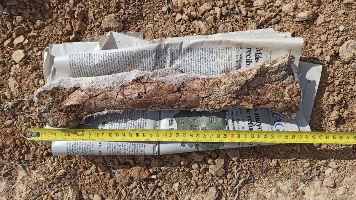 Científicos de la UNED y la USAL descubren el esqueleto más completo de un cocodrilo del Eoceno en Europa